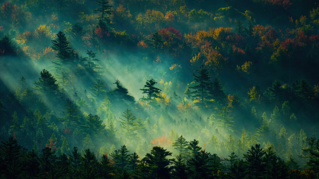 forest nature scenery 4k wallpaper uhdpaper.com 563@0@f forest nature scenery 4k wallpaper uhdpaper.com 563@0@f